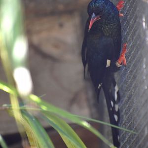 Phoeniculus purpureus - Green Wood Hoopoe / Zoo d'Upie 2024