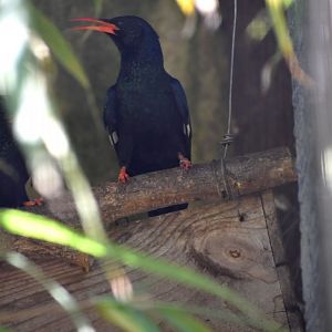 Phoeniculus purpureus - Green Wood Hoopoe / Zoo d'Upie 2024