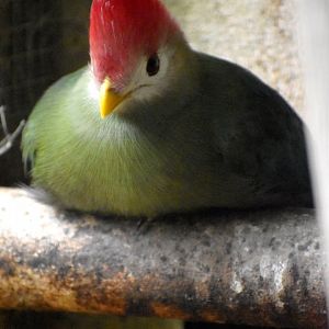 Tauraco erythrolophus - Red-crested Turaco / Zoo d'Upie 2024