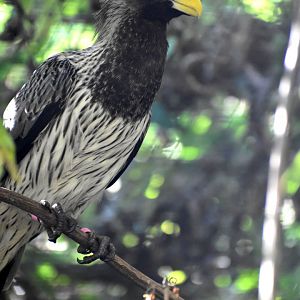 Crinifer piscator - Western Plantain-eater / Zoo d'Upie 2024