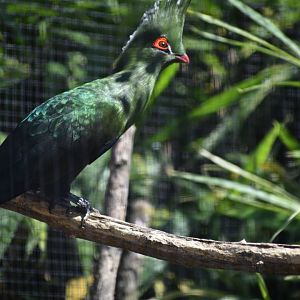 Tauraco schalowi - Schalow's Turaco / Zoo d'Upie 2024