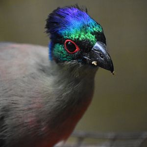 Gallirex porphyreolophus - Purple-crested Turaco / Zoo d'Upie 2024