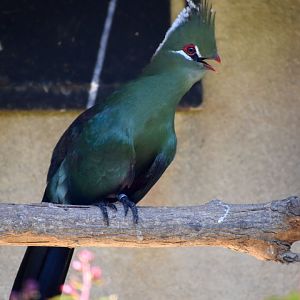 Tauraco livingstonii - Livingstone's Turaco / Zoo d'Upie 2024