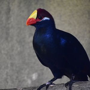 Tauraco violaceus - Violet Turaco / Zoo d'Upie 2024