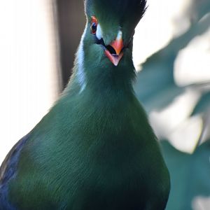 Menelikornis leucotis - White-cheeked Turaco / Zoo d'Upie 2024