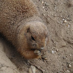 Black-tailed prairie dog (Cynomys ludovicianus), 2024-04-14