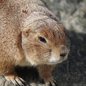 Black-tailed prairie dog (Cynomys ludovicianus), 2024-04-14