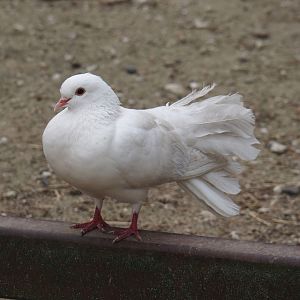 Fan-tailed pigeon (Columba livia domestica), 2024-04-14