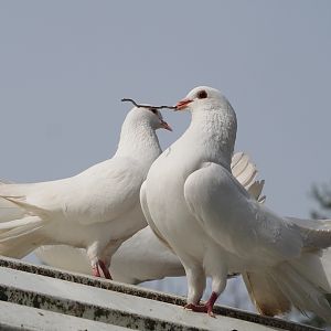 Fan-tailed pigeons (Columba livia domestica), 2024-04-14