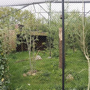 Bateleur eagle aviary, 2024-04-14