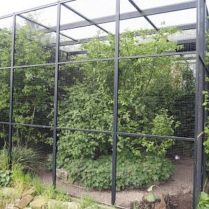 European turtle dove and Grey partridge aviary, 2024-04-14