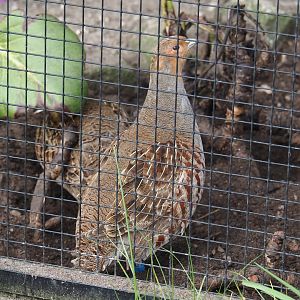Grey partridge (Perdix perdix), 2024-04-14