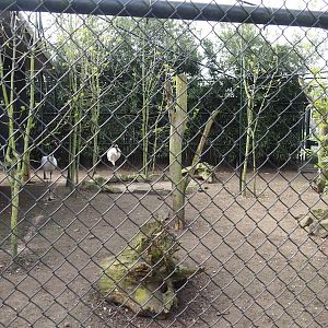 Red-crowned crane, Red-breasted goose, Black-tailed gull and Lesser black-backed gull aviary, 2024-04-14