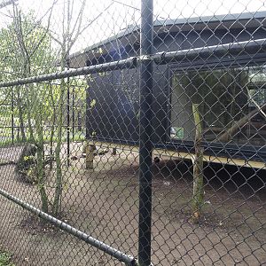 Red-crowned crane, Red-breasted goose, Black-tailed gull and Lesser black-backed gull aviary and Structure with cloud rat exhibit, 2024-04-14