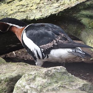 Red-breasted goose (Branta ruficollis), 2024-04-14