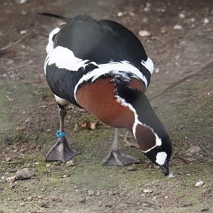 Red-breasted goose (Branta ruficollis), 2024-04-14