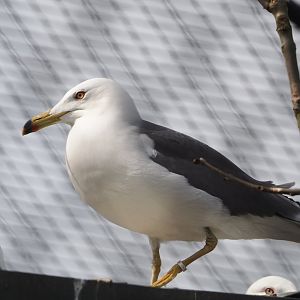 Black-tailed gull (Larus crassirostris), 2024-04-14