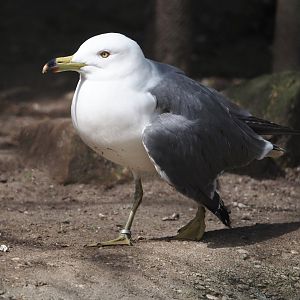 Black-tailed gull (Larus crassirostris), 2024-04-14