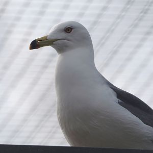Black-tailed gull (Larus crassirostris), 2024-04-14