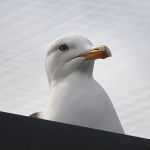 Lesser black-backed gull (Larus fuscus), 2024-04-14