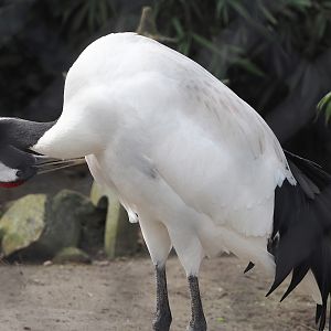 Red-crowned crane (Grus japonensis), 2024-04-14