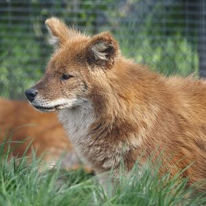 Chinese dhole (Cuon alpinus lepturus), 2024-04-14