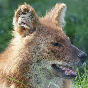 Chinese dhole (Cuon alpinus lepturus), 2024-04-14