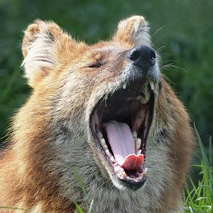 Chinese dhole (Cuon alpinus lepturus), 2024-04-14