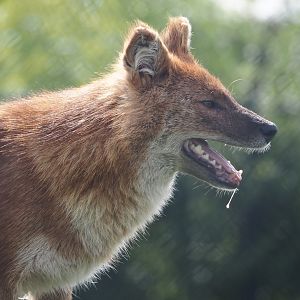 Chinese dhole (Cuon alpinus lepturus), 2024-04-14