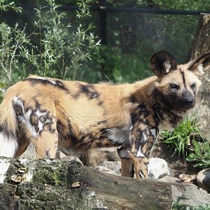 African wild dog (Lycaon pictus), 2024-04-14