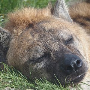 Spotted hyena (Crocuta crocuta), 2024-04-14