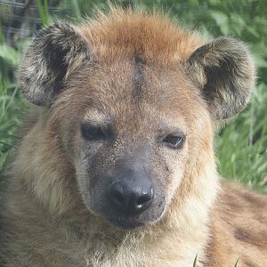 Spotted hyena (Crocuta crocuta), 2024-04-14