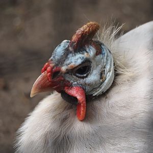 Free-ranging White Domestic guineafowl (Numida meleagris), 2024-04-14