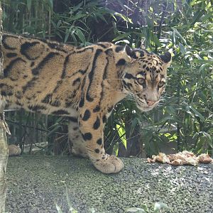 Indochinese clouded leopard (Neofelis nebulosa nebulosa), 2024-04-14