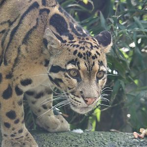 Indochinese clouded leopard (Neofelis nebulosa nebulosa), 2024-04-14