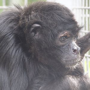 Colombian black spider monkey (Ateles fusciceps rufiventris), 2024-04-14