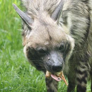 East African Striped hyena (Hyaena hyaena dubbah), 2024-04-14