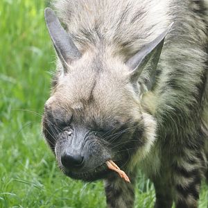 East African Striped hyena (Hyaena hyaena dubbah), 2024-04-14