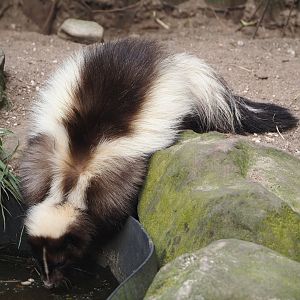 Striped skunk (Mephitis mephitis), 2024-04-14