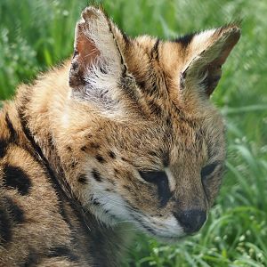 Serval (Leptailurus serval), 2024-04-14