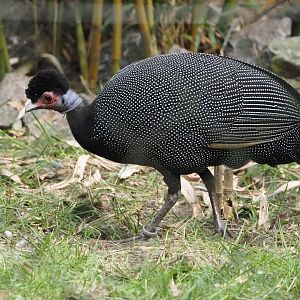 Crested guineafowl (Guttera pucherani), 2024-04-14