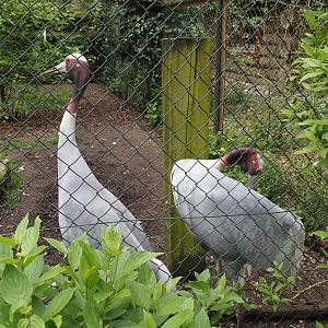 Indian sarus cranes (Antigone antigone antigone), 2024-04-14