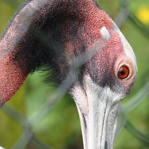Indian sarus crane (Antigone antigone antigone), 2024-04-14