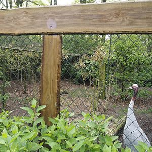 Indian sarus crane aviary, 2024-04-14