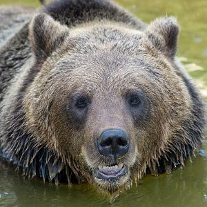 Eurasian brown bear, ZSL Whipsnade, UK