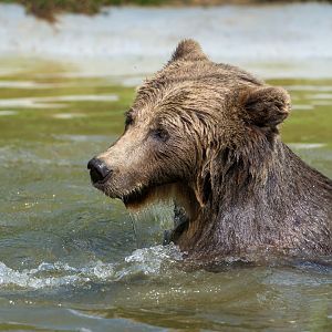Eurasian brown bear, ZSL Whipsnade, UK