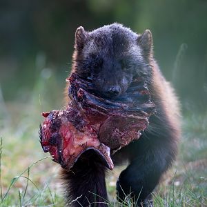 Wolverine (f), Fi, ZSL Whipsnade, UK