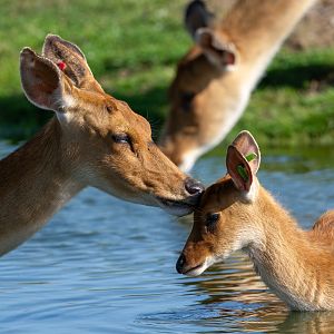 Barasingha, ZSL Whipsnade, UK
