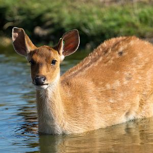 Young Barasingha, ZSL Whipsnade, UK