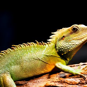 Chinese Water Dragon